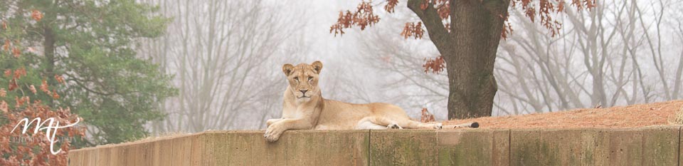 lioness in the fog at the national zoo in Washington DC