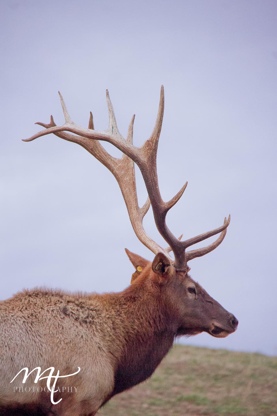 elk outside nashville, TN