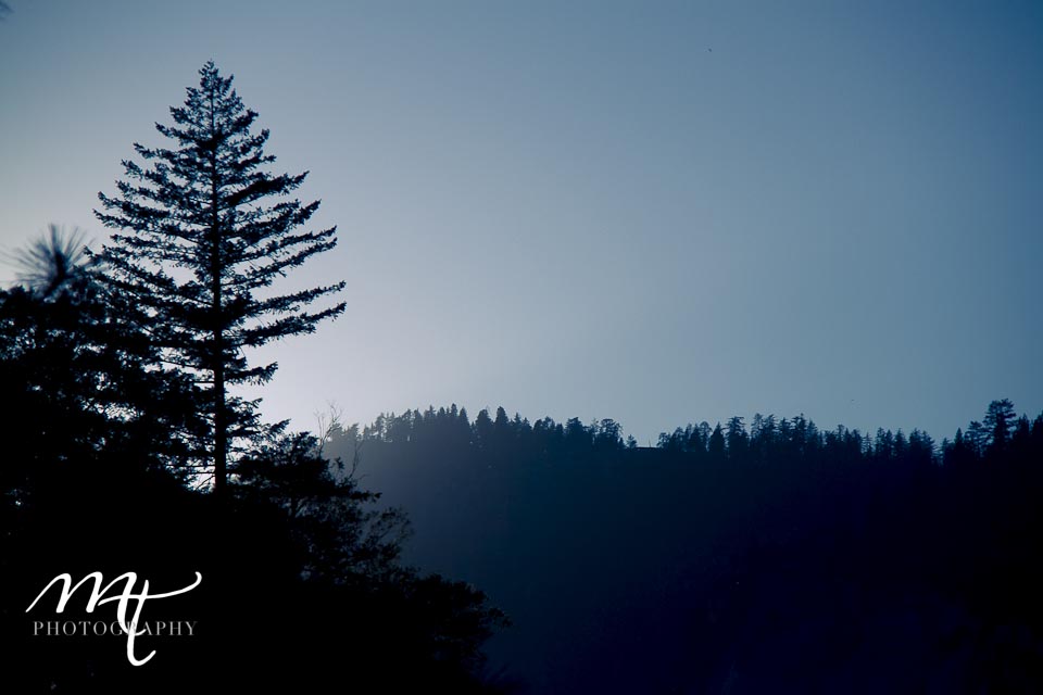 Pines in Yosemite at dawn