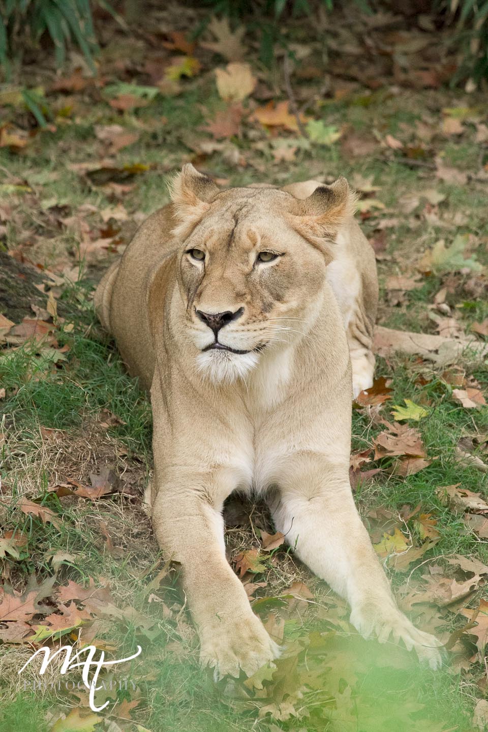lioness at the national zoo Washington DC