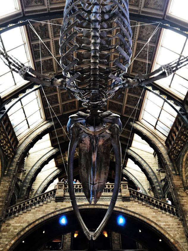 whale-london-natural-history-museum