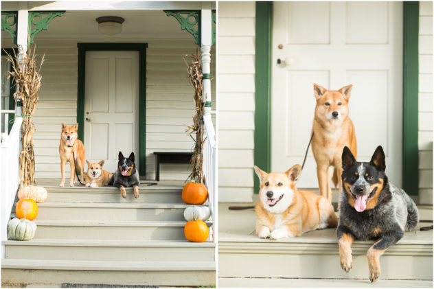 engagement session dogs
