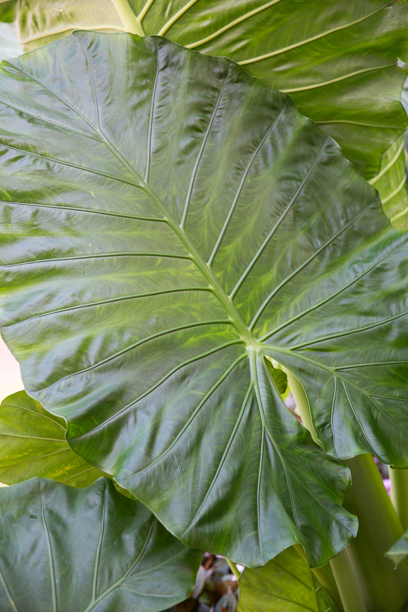 Close-up of lush greenery detail used in wedding decor at a Pinehurst wedding.